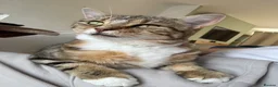 British Shorthair cats for sale: Torbie girl looking for adults only home  - Advert 6