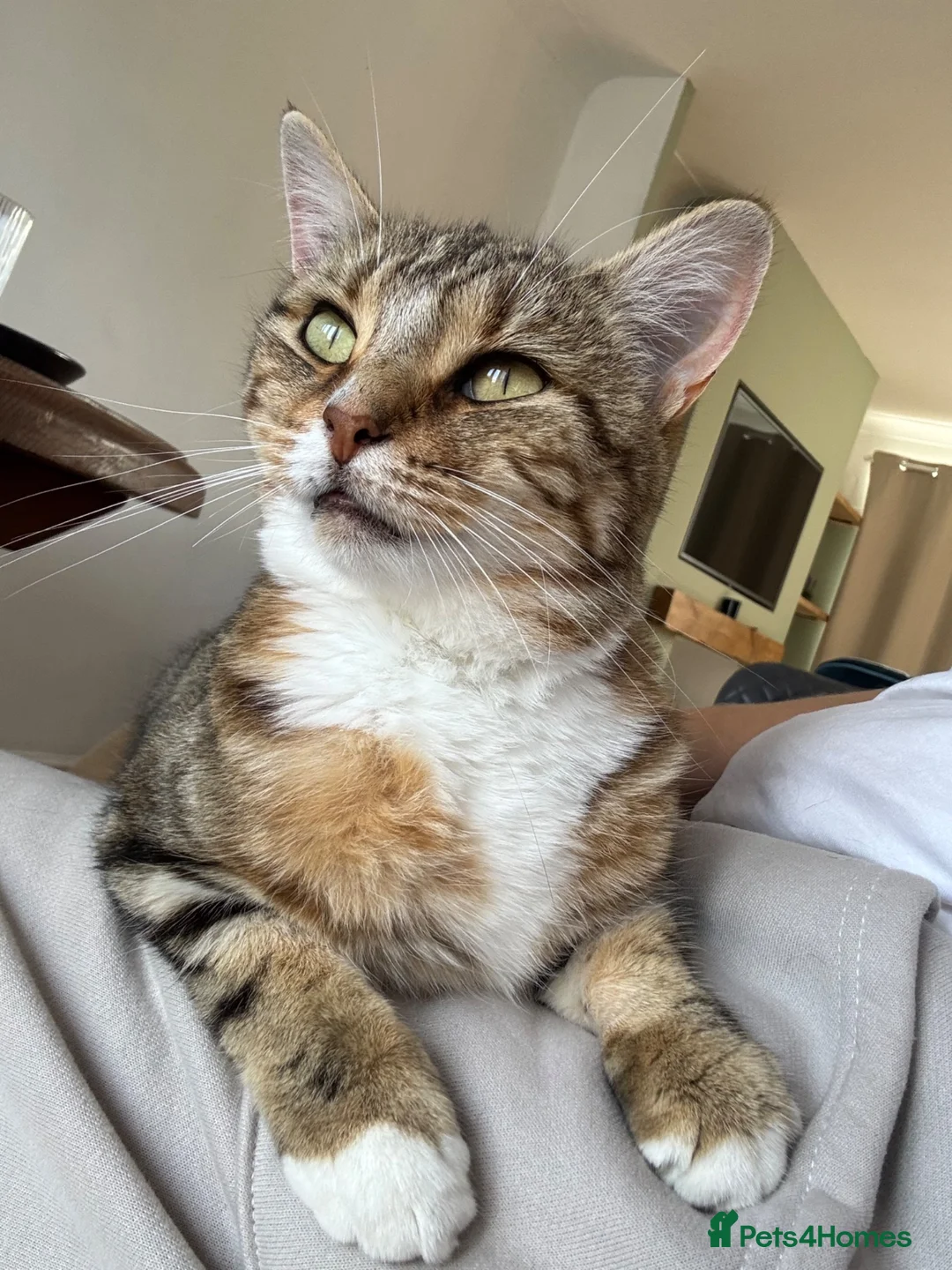 British Shorthair cats for sale: Torbie girl looking for adults only home  - Advert 6