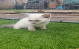 British Shorthair cats for sale: ♥️ Fun Loving British Shorthair Kittens♥️ - Image 3