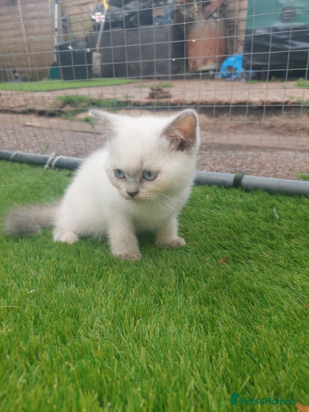 British Shorthair cats for sale: ♥️ Fun Loving British Shorthair Kittens♥️ - Image 3