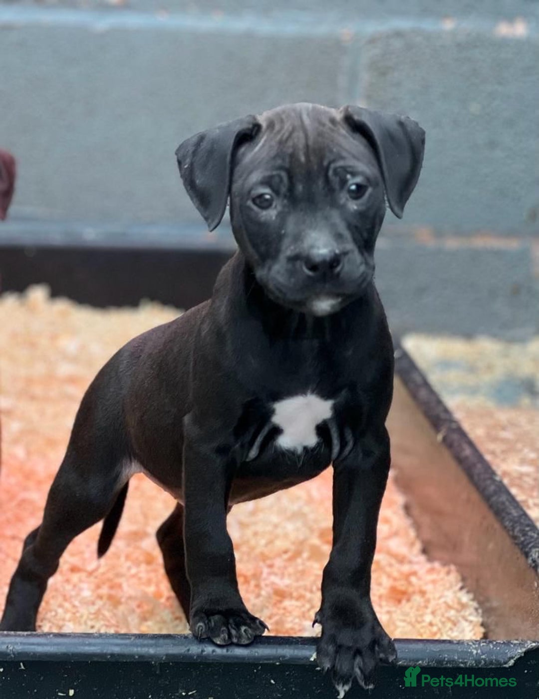 Staffordshire Bull Terrier dogs for sale: Stunning Staffordshire bull terrier puppy - Advert 2