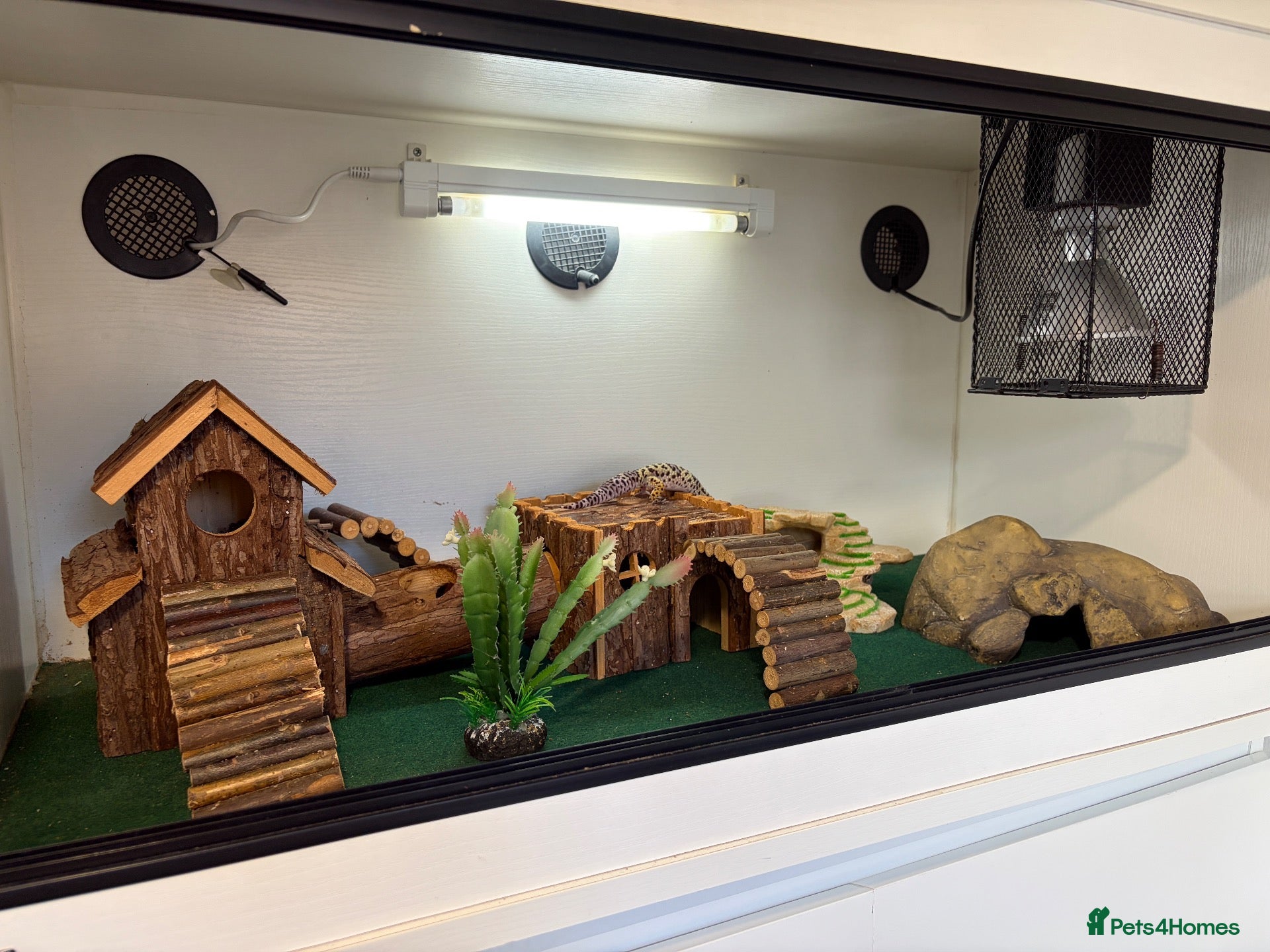 Leopard Gecko reptiles 2 Female Leopard Geckos + Full Setup  - Advert 1