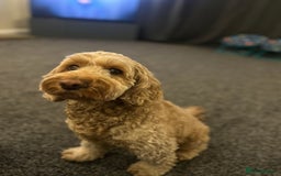 Cockapoo dogs for sale: Gorgeous Fox red F1B cockapoos - Image 5