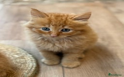 Mixed Breed cats for sale: Ready now! 6 beautiful kittens - Advert 11