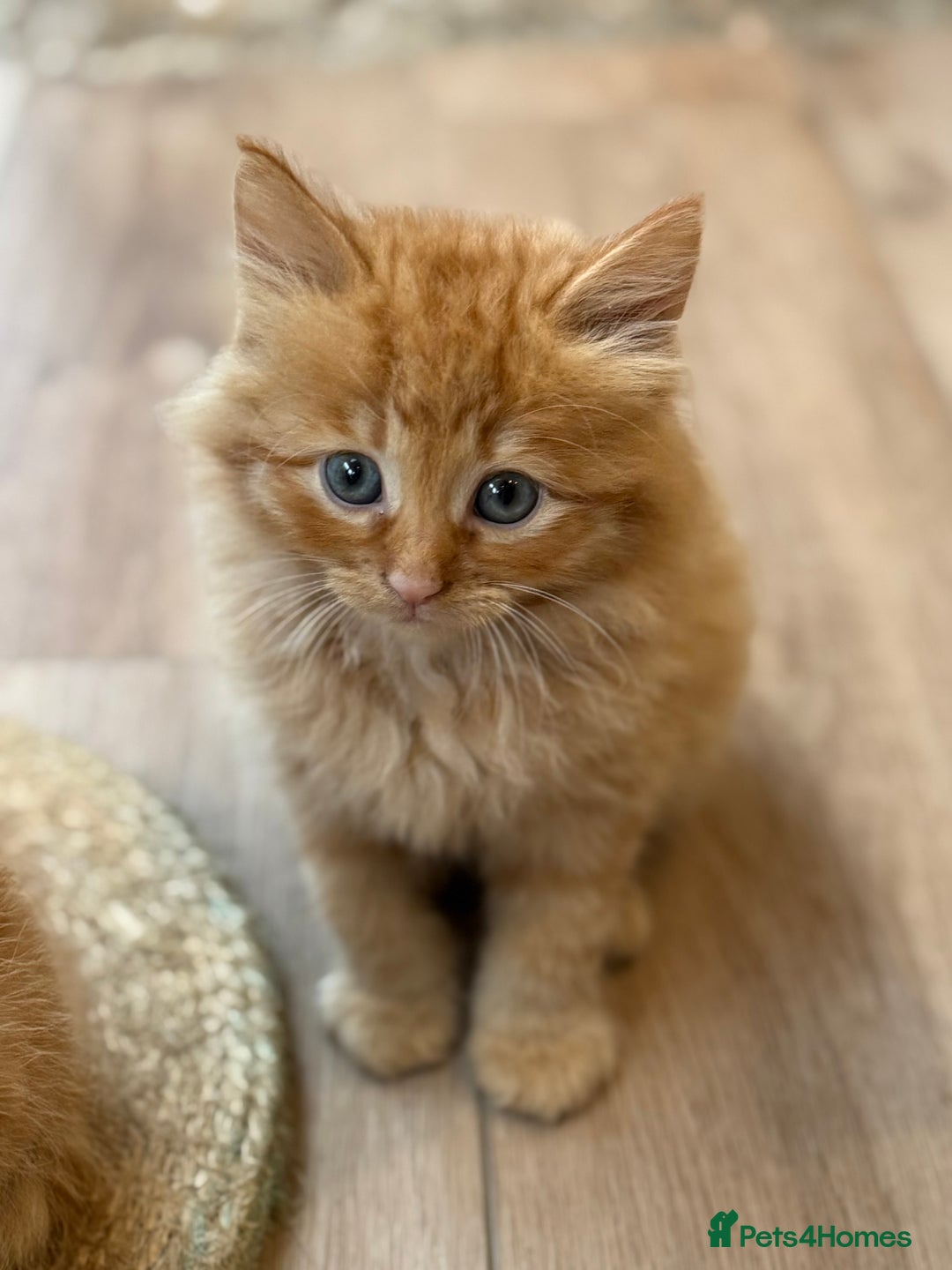 Mixed Breed cats for sale: Ready now! 6 beautiful kittens - Advert 11