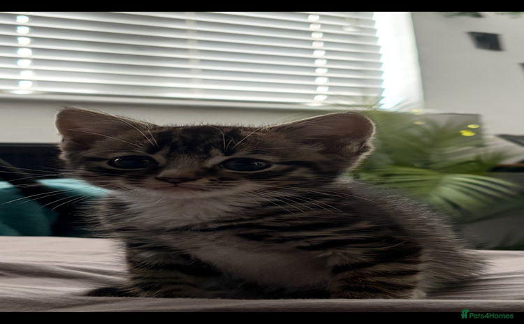 Domestic Shorthair cats - Advert 7