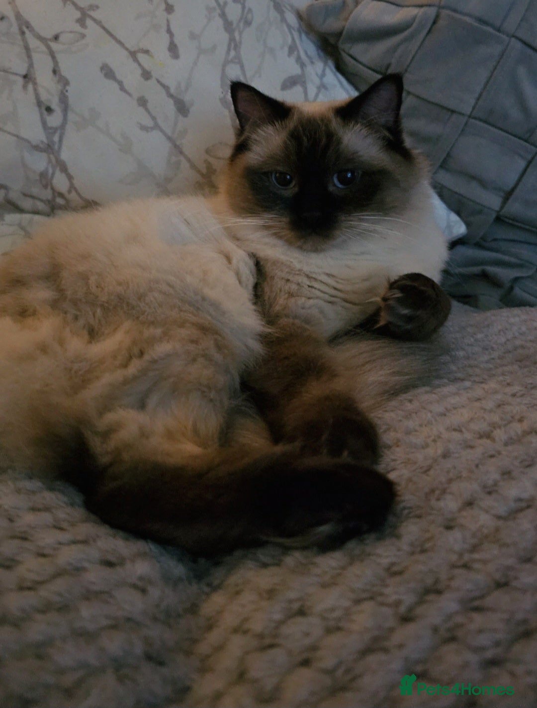 Ragdoll cats for sale: 5 Beautiful Ragdoll kittens for sale 💞 - Advert 17