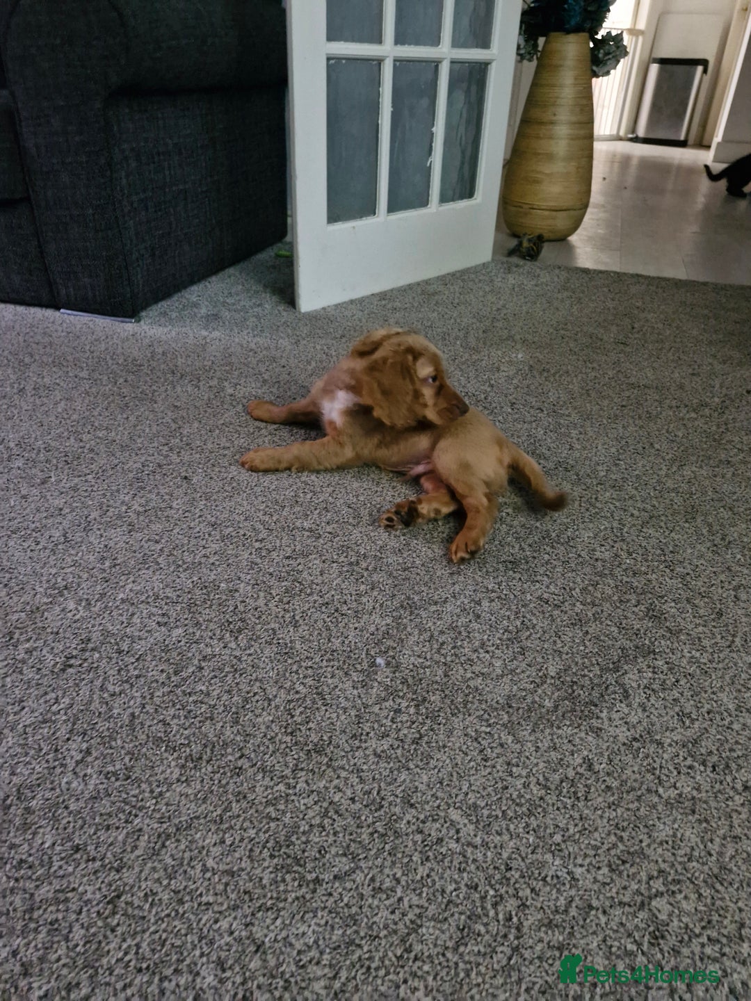 Cockapoo dogs for sale: Stunning F2 Cockapoo puppies - Image 10