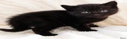 Mixed Breed cats for sale: Affectionate kittens  - Advert 6