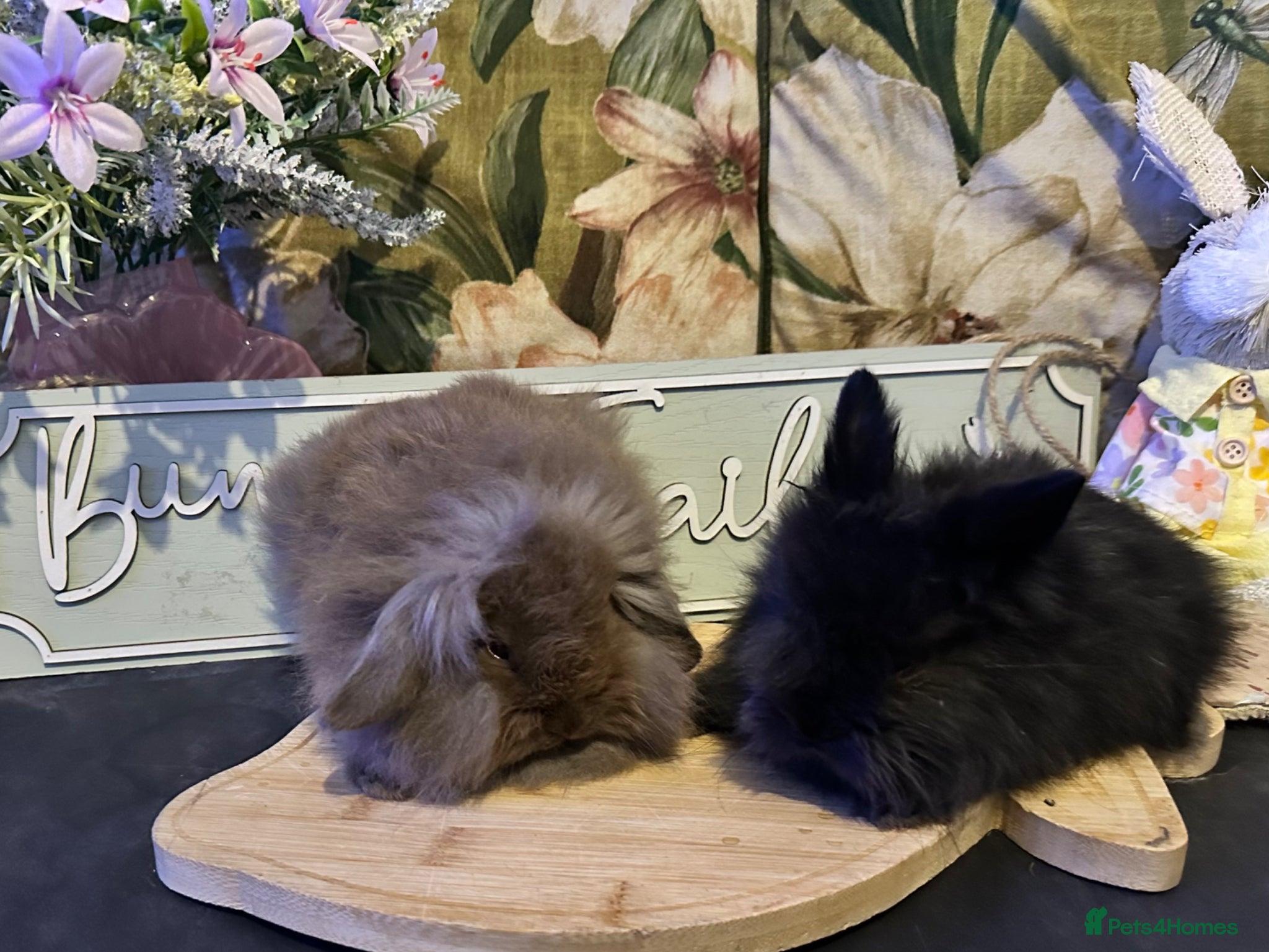Mini Lion Lop rabbits Baby lionlop and lion head  - Advert 2