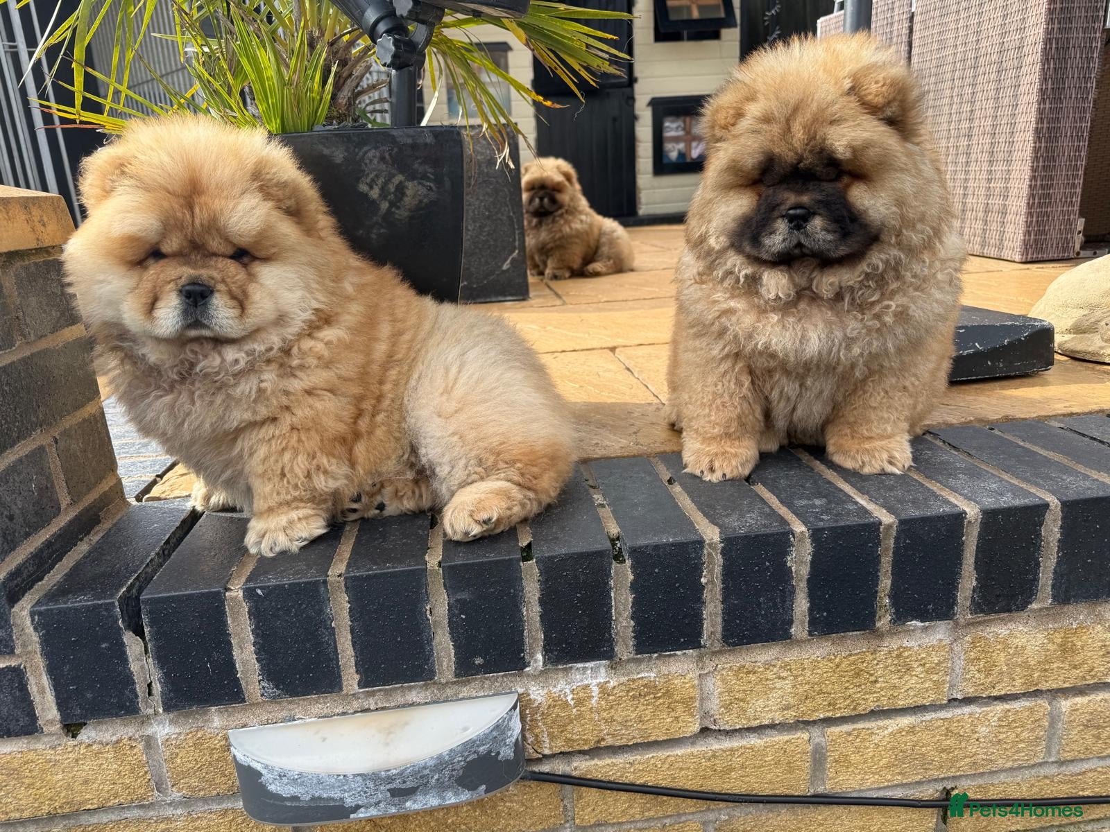 Chow Chow dogs STUNNING CHOW CHOW PUPPIES READY NOW - Advert 3