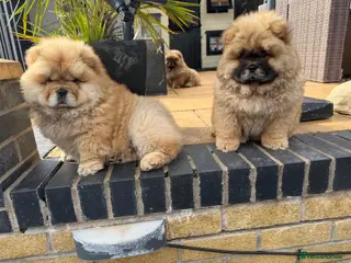 Chow Chow dogs STUNNING CHOW CHOW PUPPIES READY NOW - Advert 3