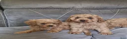 Cavapoo dogs for sale: Beautiful cavapoo puppies ready now  - Advert 2