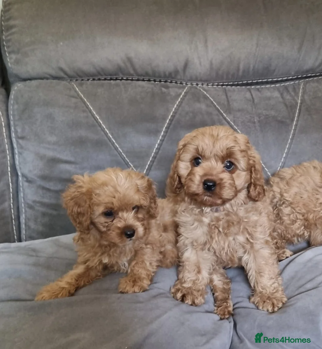 Cavapoo dogs for sale: Beautiful cavapoo puppies ready now  - Advert 2