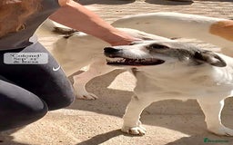 Mixed Breed dogs for adoption: Colonel, 5 yrs approx. Available for adoption  - Image 1