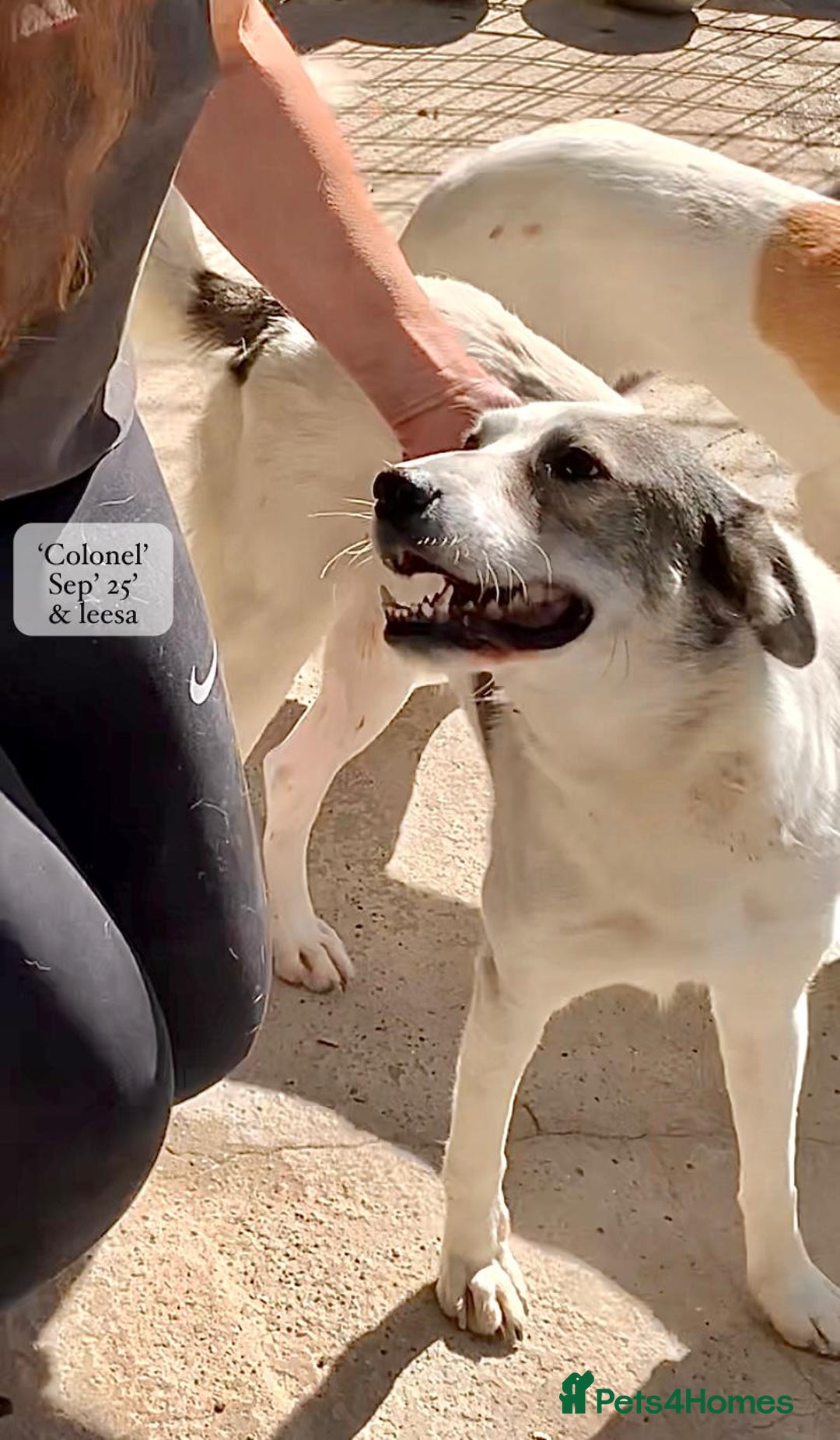 Mixed Breed dogs for adoption: Colonel, 5 yrs approx. Available for adoption  - Image 1