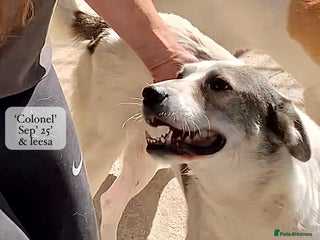 Mixed Breed dogs - Advert 17