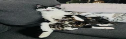 Mixed Breed cats for sale: Kittens has been finished their nursery  - Advert 15