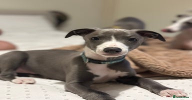 Whippet dogs - Advert 2