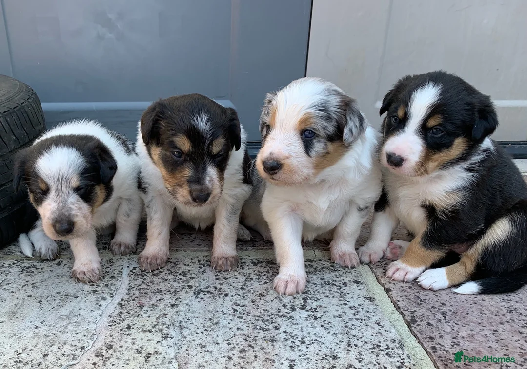 Border Collie dogs for stud: Stunning Tri Merle DNA tested and proven. in Ripon - Advert 7