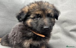 German Shepherd dogs for sale: *READY NOW!!* KC DNA BVA German Shepherds - Image 7