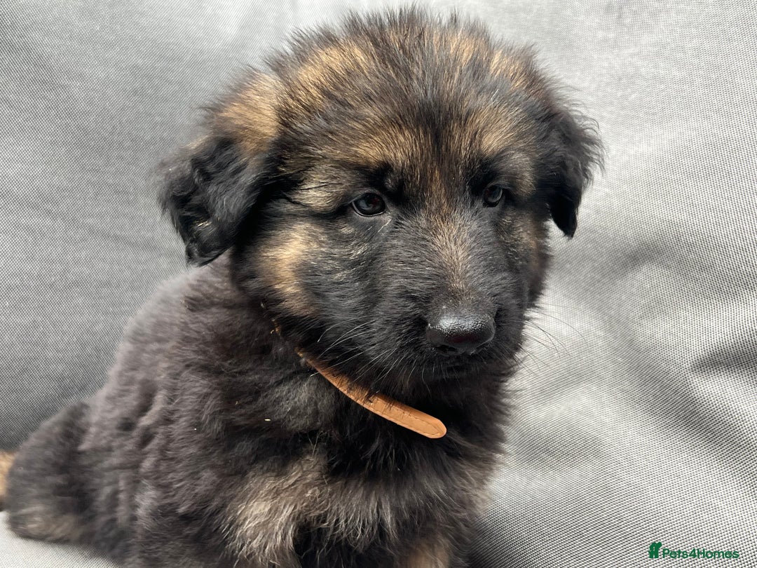 German Shepherd dogs for sale: *READY NOW!!* KC DNA BVA German Shepherds - Image 7