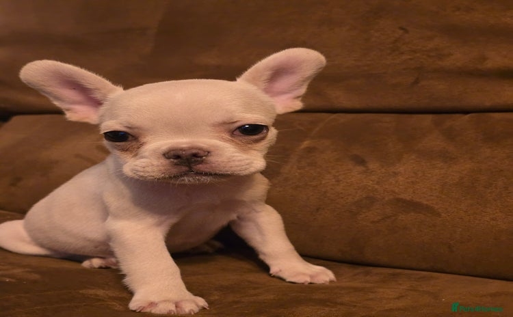 French Bulldog dogs for sale - Advert 1