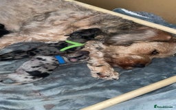 Mixed Breed dogs for sale: Mixed breed puppies READY TO GO! - Image 31