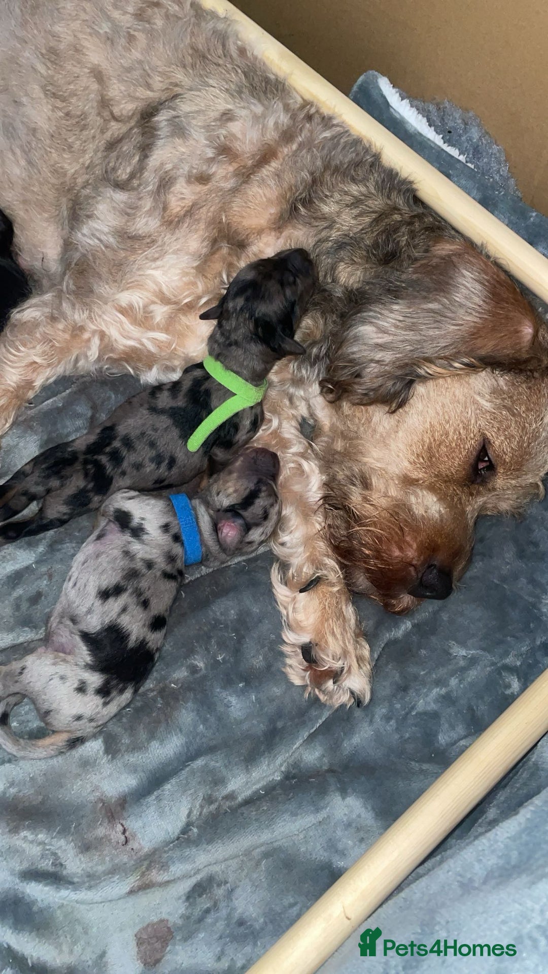 Mixed Breed dogs for sale: Mixed breed puppies READY TO GO! - Image 31