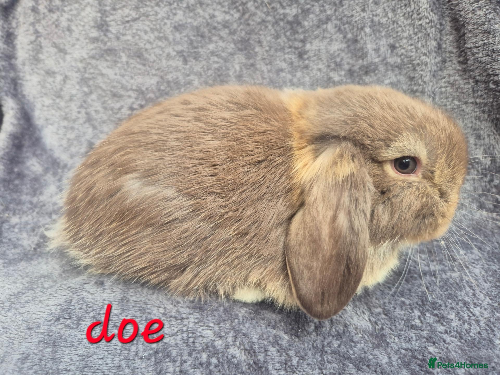 Mini Lop rabbits ❤️ LAST REMAINING GIRL ❤️  - Advert 14