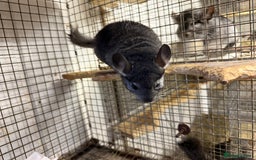 Chinchilla rodents for sale: Males and female chinchillas.  - Advert 26