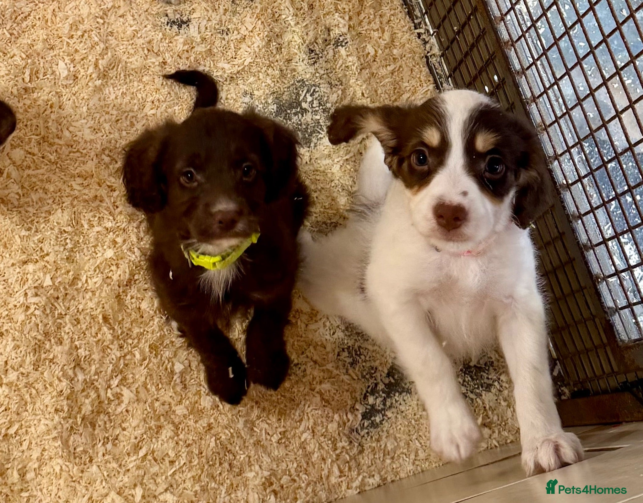 Sproodle dogs Sproodle Puppies from experienced, licensed breedr - Advert 2