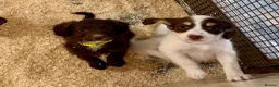 Sproodle dogs for sale: Sproodle Puppies from experienced, licensed breedr - Advert 10