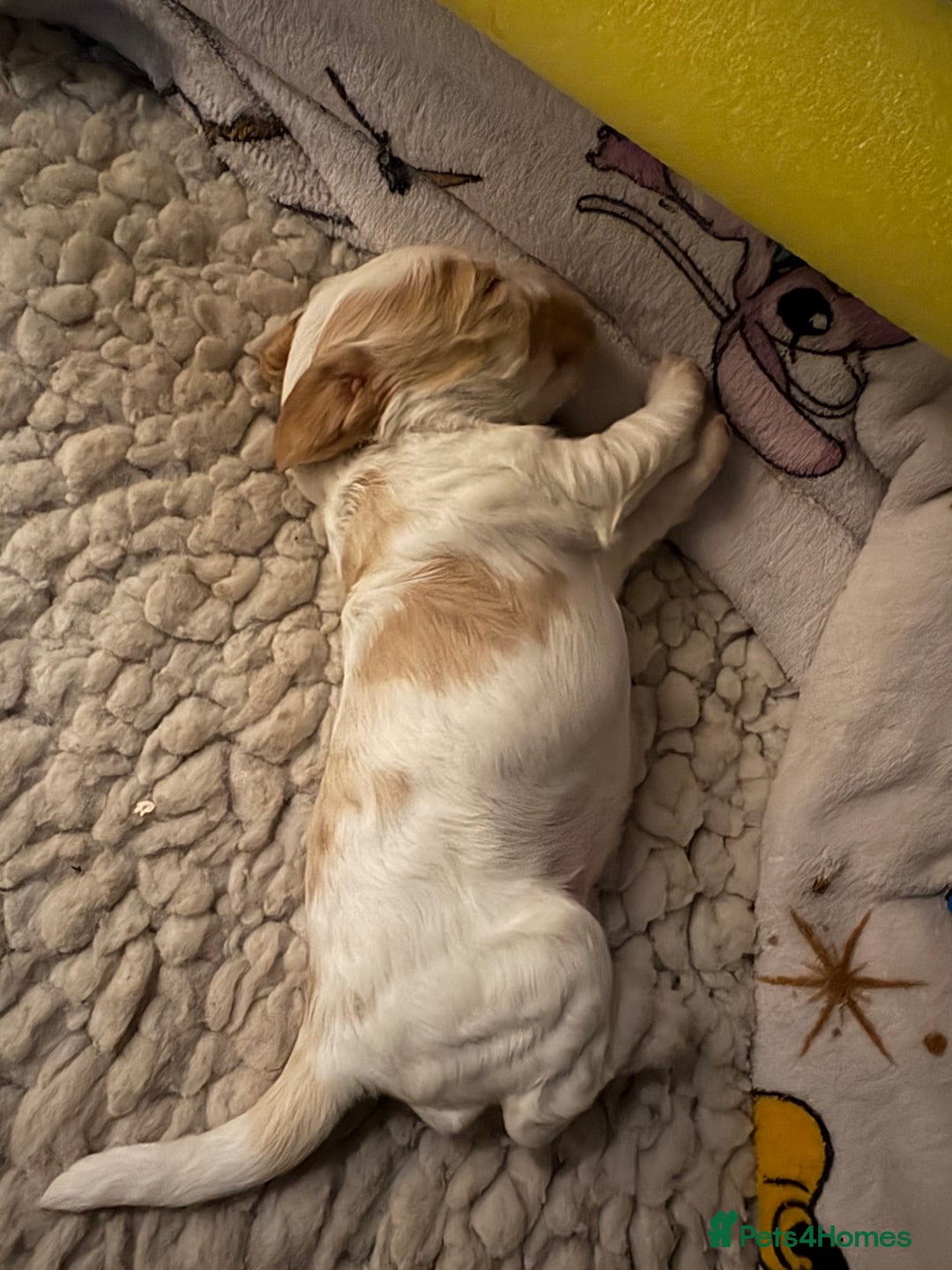 Cocker Spaniel dogs for sale: Kc registered show type cocker spaniel puppies - Image 17