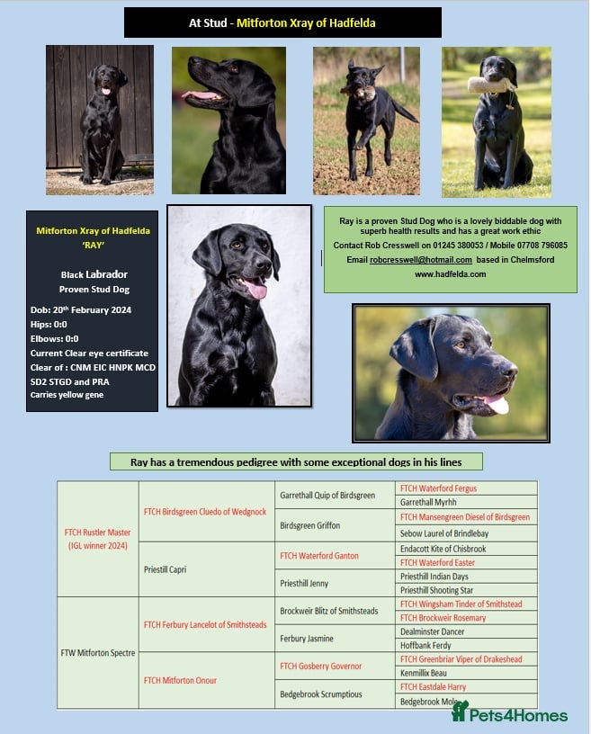 Labrador Retriever dogs Black Labrador Stud - Carries Yellow - Advert 2