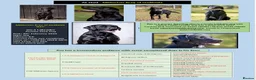 Labrador Retriever dogs for stud: Black Labrador Stud - Carries Yellow - Advert 2