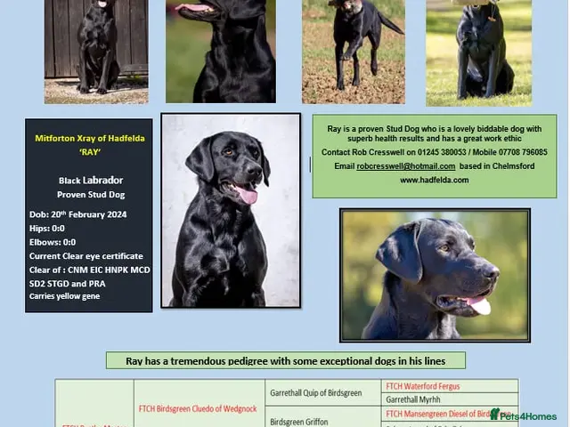 Labrador Retriever dogs for stud: Black Labrador Stud - Carries Yellow - Advert 2