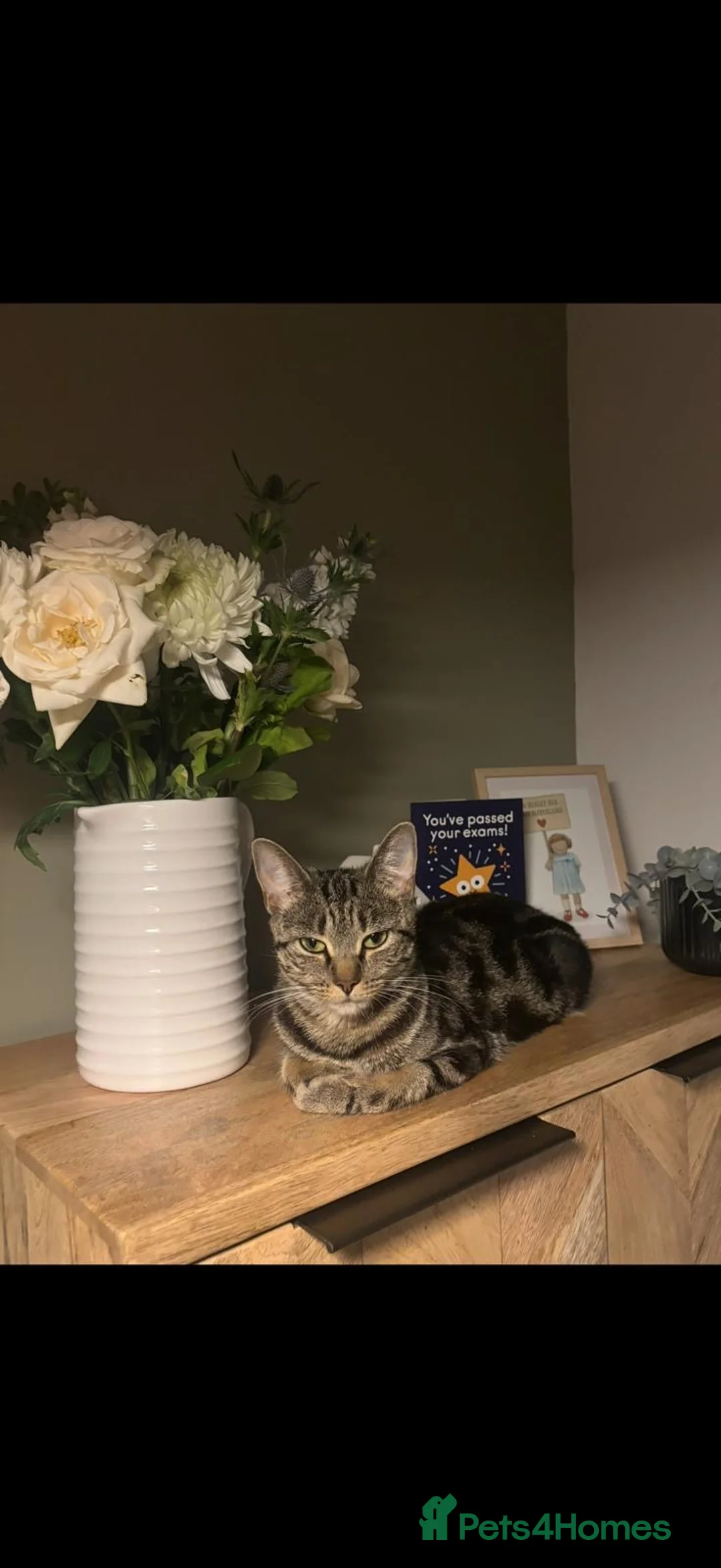 Mixed Breed cats for sale: Male kitten  - Advert 4