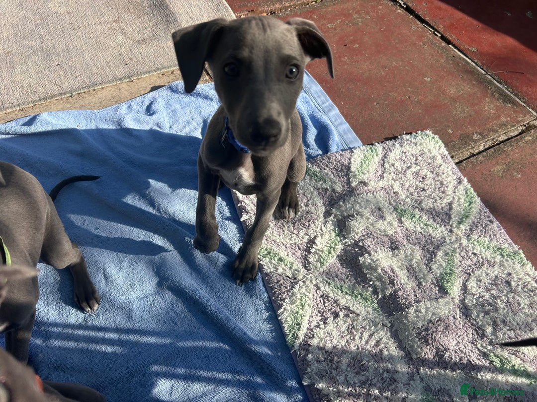 Whippet dogs for sale: Gentle, Loving Whippet Puppies – Ready Now  - Image 6