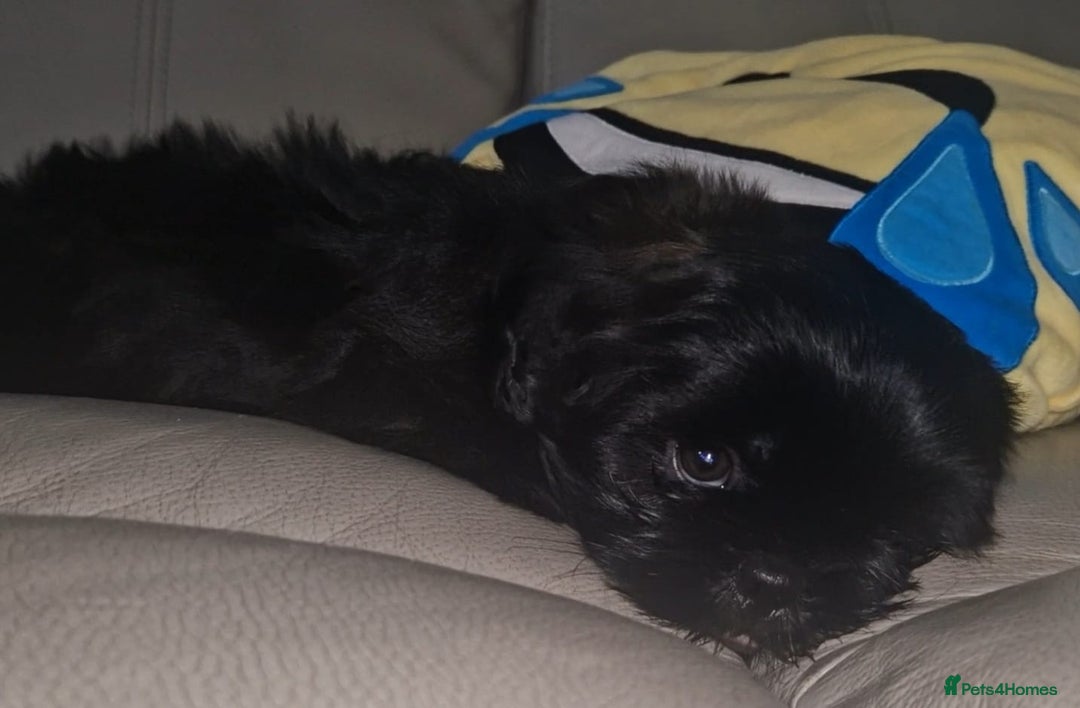 Shih Tzu dogs for sale: Imperial Shih tzu Pupps💙 Ready to leave!  - Image 4
