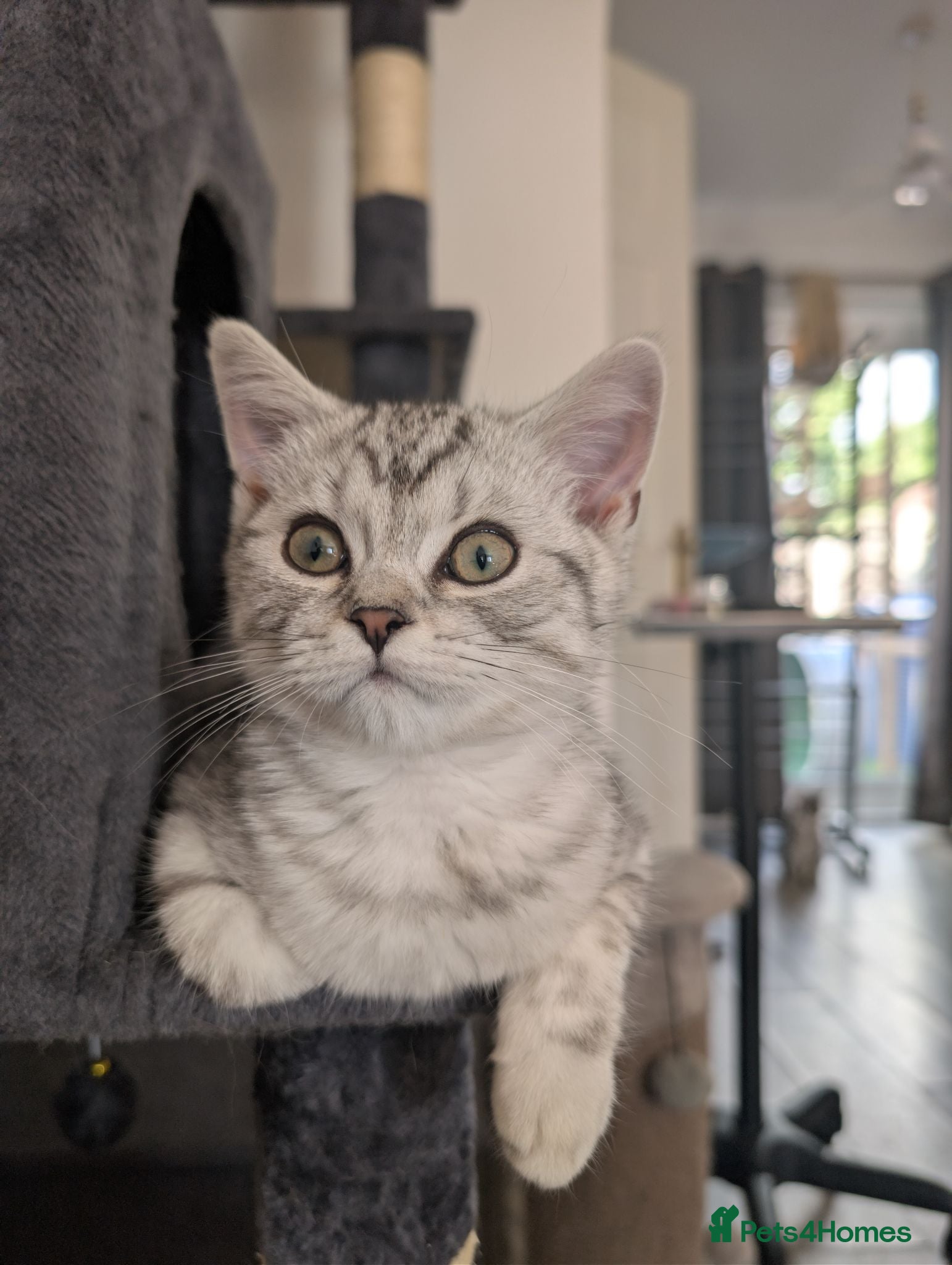 British Shorthair cats Full British shorthairs kittens READY NOW! - Advert 2