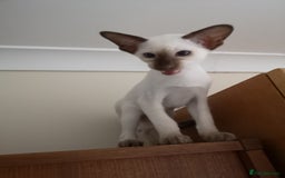 Siamese cats for sale: GCCF Oriental & Siamese  - Image 1