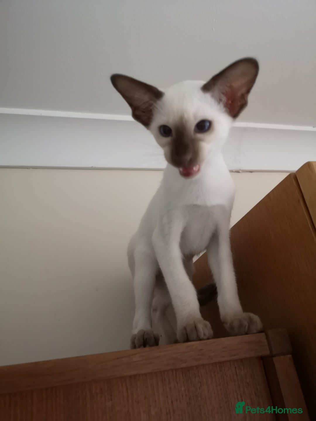 Siamese cats for sale: GCCF Oriental & Siamese  - Image 1