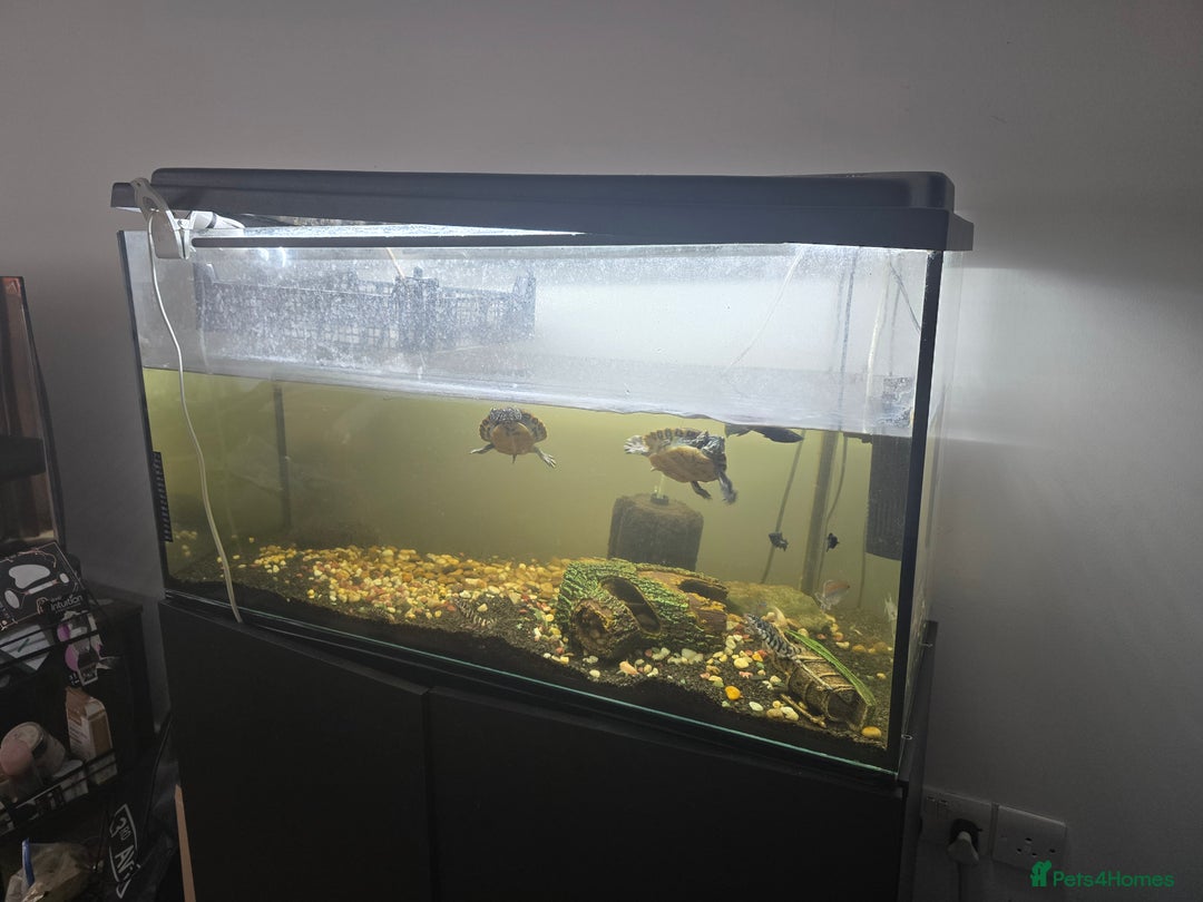 Tetras fish for sale: Aquarium with Fish - Image 3