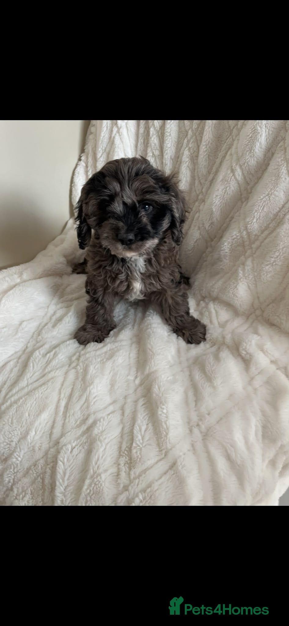Cavapoo dogs Extensively health tested cavapoo merle boy left ! - Advert 1