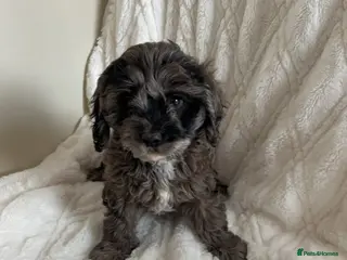 Cavapoo dogs Extensively health tested cavapoo merle boy left ! - Advert 1