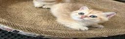 British Shorthair cats for sale: Pedigree Golden British Shorthair Kitten READY! - Advert 5