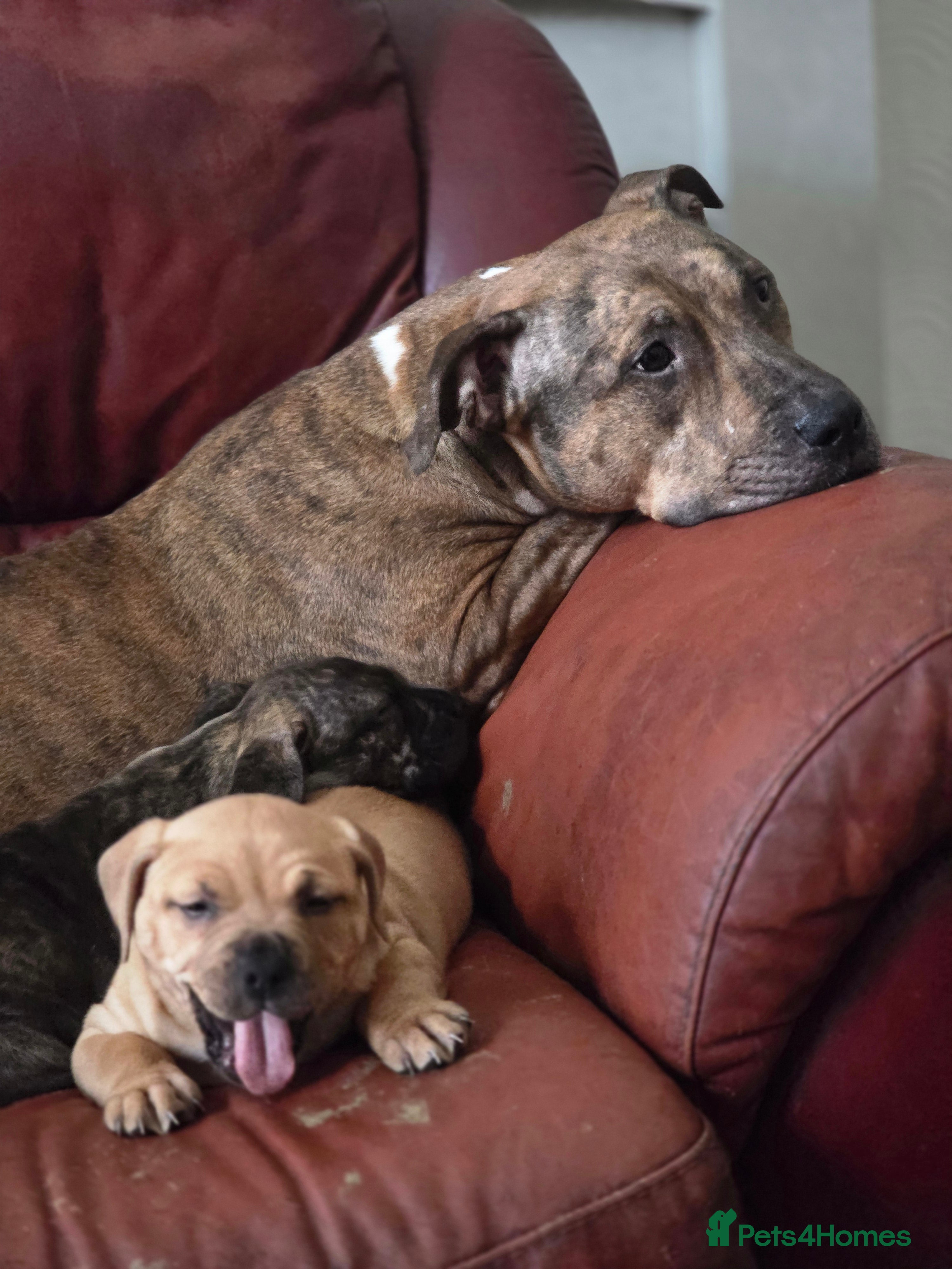 American Bully dogs Absolutely Unique and Rare Classic Bully Boys  - Advert 7