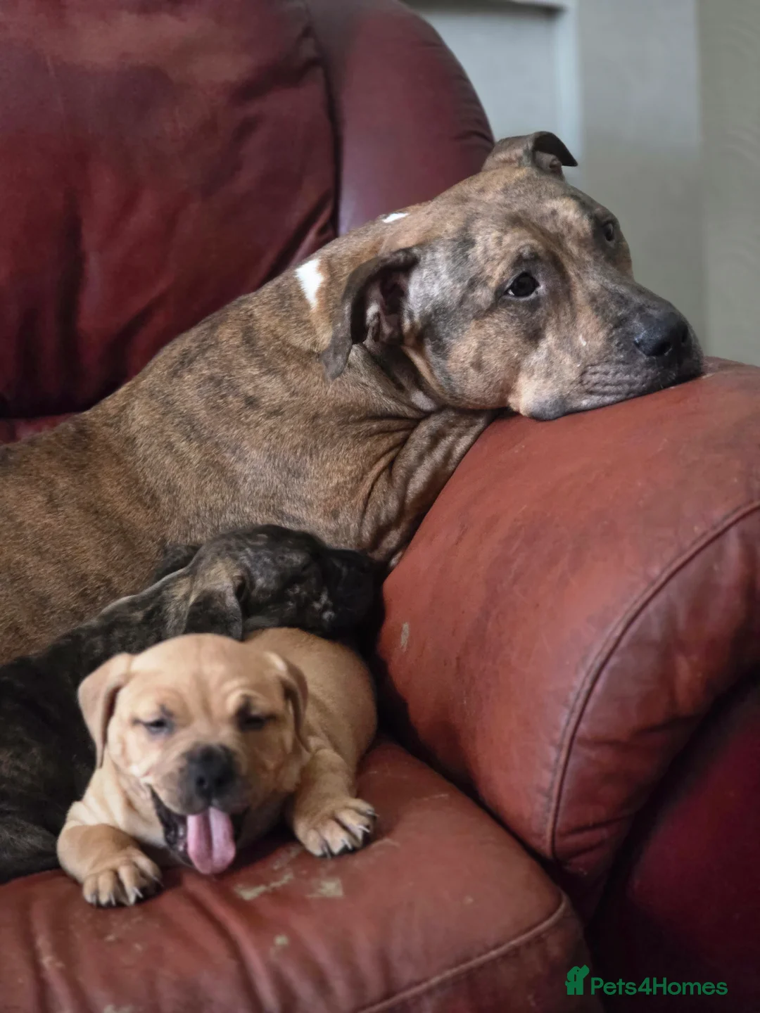 American Bully dogs for sale: Absolutely Unique and Rare Classic Bully Boys  - Advert 1