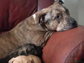 American Bully dogs Absolutely Unique and Rare Classic Bully Boys - Advert 3